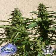 Flash Autoflowering Seeds Missile 33 SuperAuto F1